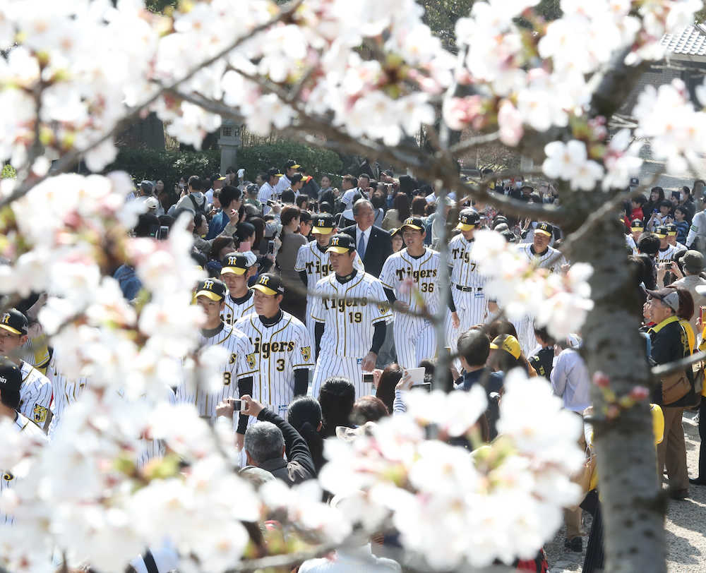 桜が満開の広田神社を参拝する藤浪（中央）ら阪神ナイン