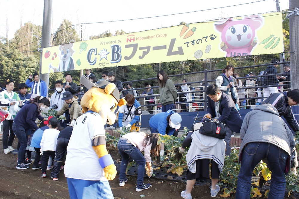 今年３月に鎌ケ谷スタジアムで行われた野菜収穫体験