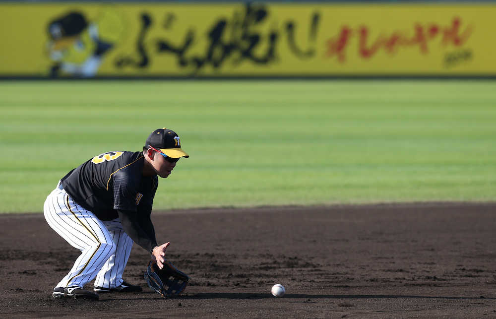 【画像・写真】阪神・糸原、志願の早出特守　新主将の自覚「しっかり練習したい」