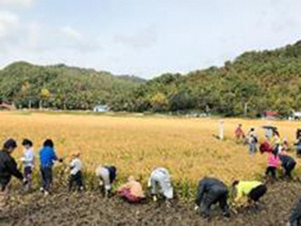 【画像・写真】日本ハム被災地復興支援　厚真町の米づくり体験募集
