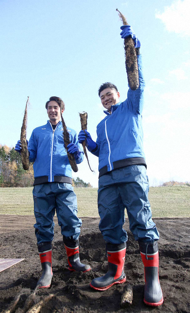 応援大使で、由仁町を訪れた清宮は長芋収穫体験で、芋を持って「とったど～」ポーズ（左は上原）（撮影・高橋茂夫）