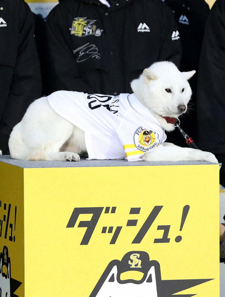 北海道犬「カイくん」
