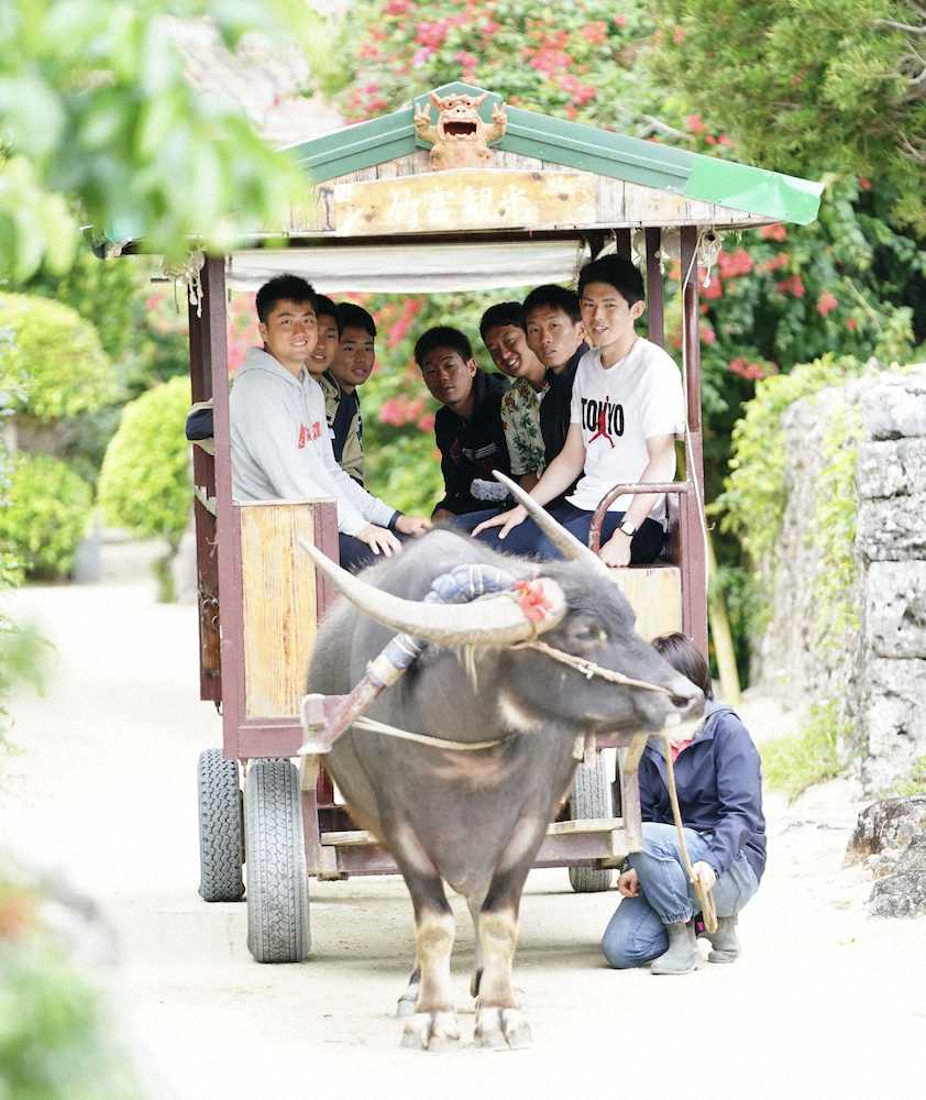 【画像・写真】ロッテ・朗希　キャンプ初休日で竹富島観光　水牛の力強さに…