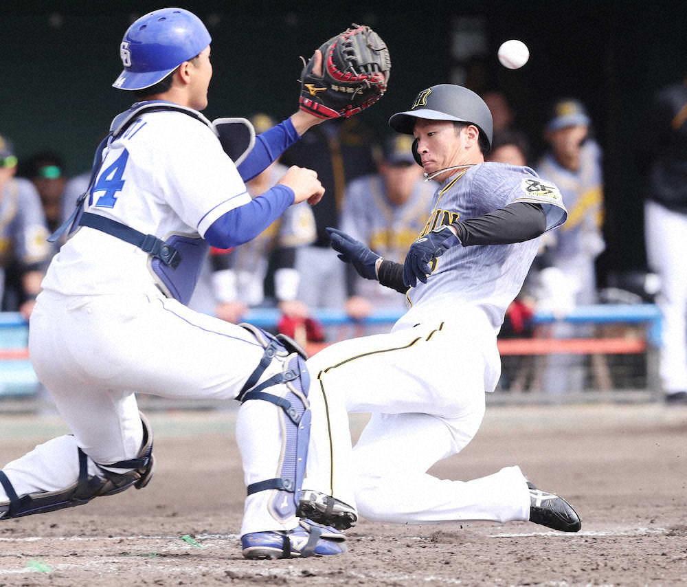 【画像・写真】中日との練習試合の5回無死三塁、植田の左犠飛で、三塁走者・近本は本塁に滑り込み生還する（捕手・郡司）（撮影・椎名　航）