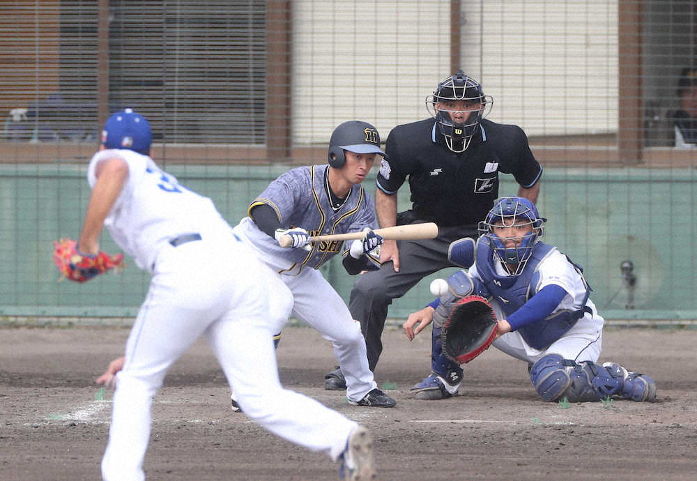 【画像・写真】中日との練習試合の5回無死一、二塁、バントの構えをする近本（撮影・平嶋　理子）　　　　　　　　　　　　　　　　　　　　　　　　　　　　　　　　　　　　　　　　　　