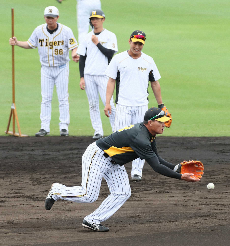 【画像・写真】【キャンプ隠しマイク】阪神・福留　本職にまじって遊撃で軽快な動き「俺のほうがうまいで！」