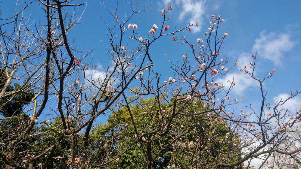 鳴尾浜「白球の森」で咲いていた豊後梅