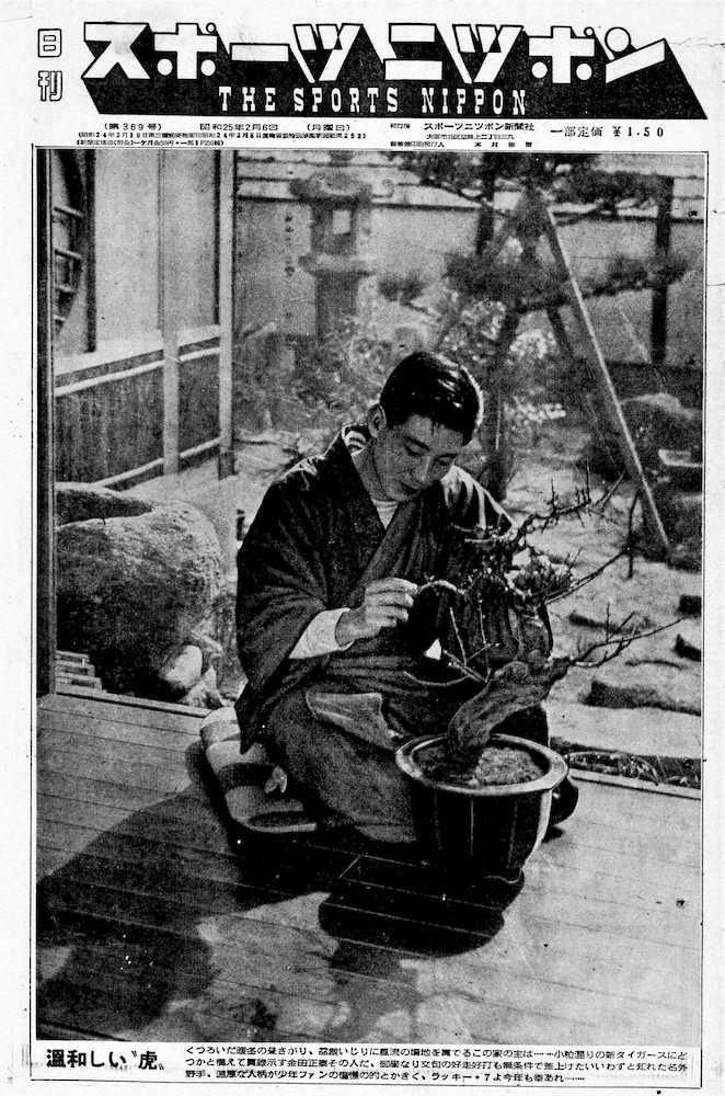 自宅縁側で盆栽をいじる金田正泰を1面で伝える1950年2月6日付のスポニチ本紙。「温和しい虎」とキャプションにある。当時の本紙1面は仏スポーツ紙レキップのように全面に写真をあしらっていた。