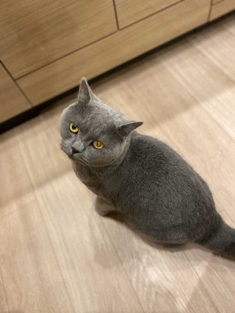 【画像・写真】桑原将志外野手の愛猫「コタロウくん」