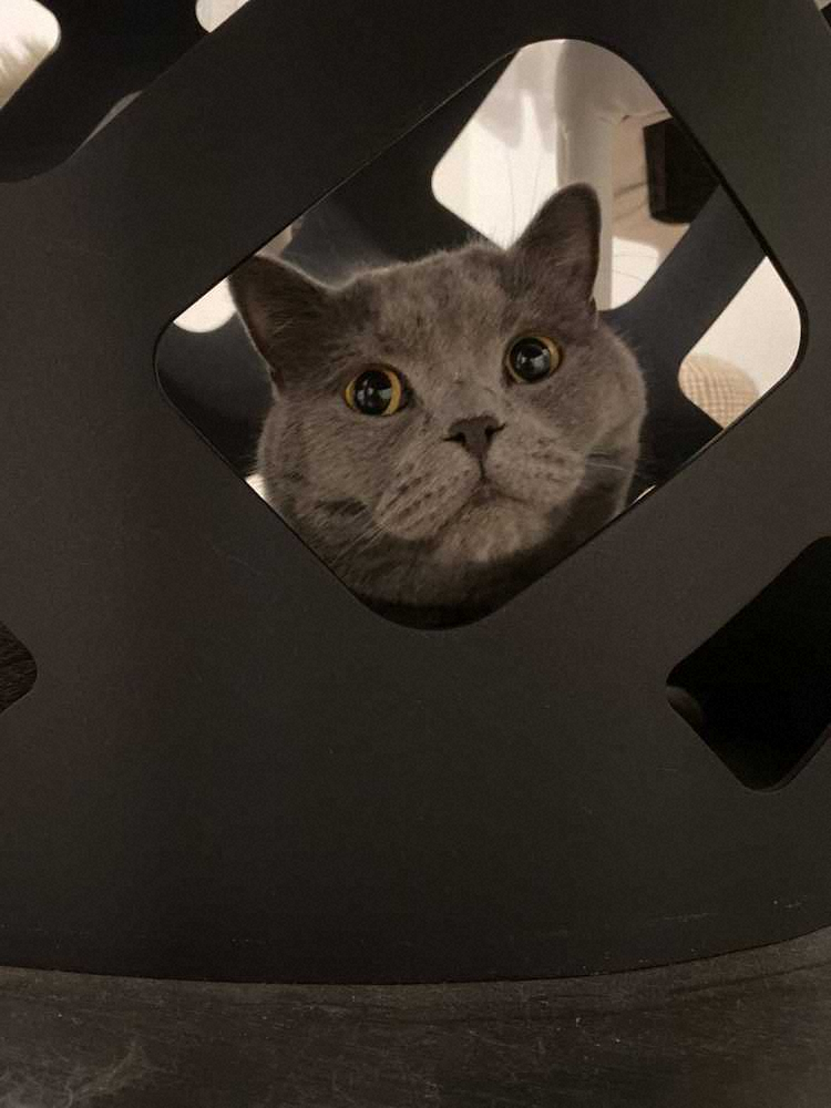 【画像・写真】桑原将志外野手の愛猫「コタロウくん」