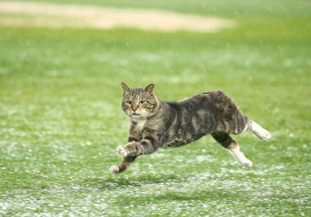 ハマスタに猫乱入 コールドで試合終了後 グラウンドを疾走 スポニチ Sponichi Annex 野球