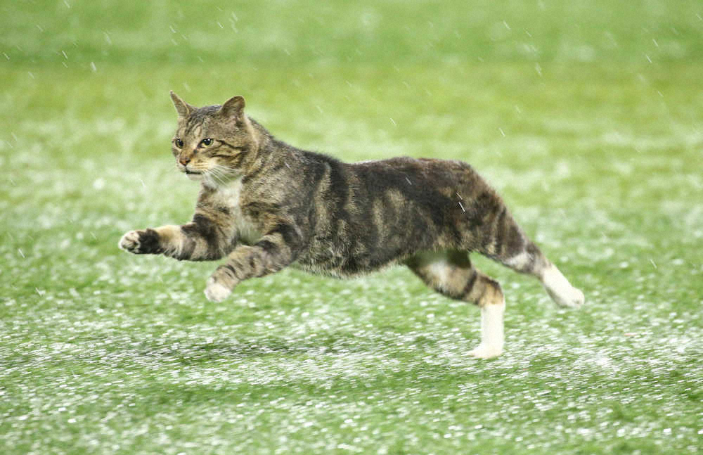 【画像・写真】ハマスタ　試合後に「珍客」　猫が迷い込み全力疾走