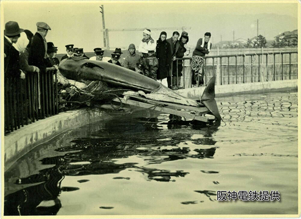 【画像・写真】【内田雅也が行く　猛虎の地】海に沈んだ東洋一の遊園地　「楽園」を目指した甲子園