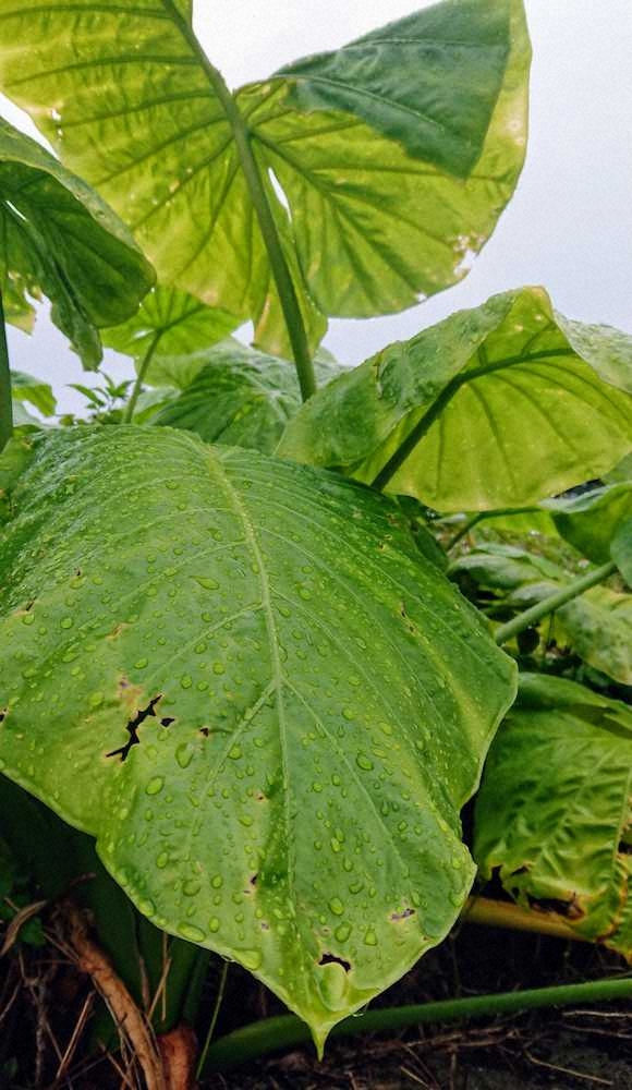 【画像・写真】【内田雅也の追球】「五風十雨」のように