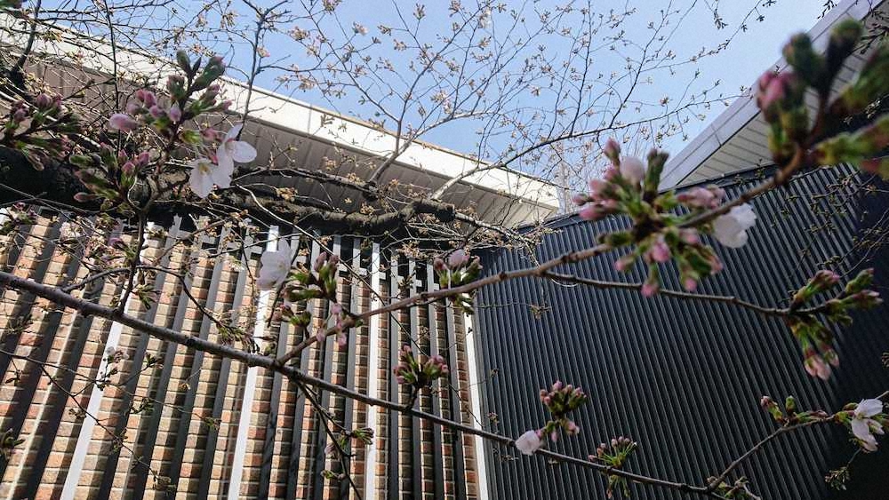 咲き始めている甲子園球場前の桜（17日午後0時10分撮影）