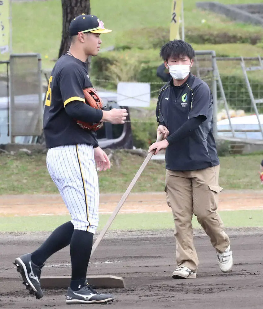 【画像・写真】＜阪神・宜野座キャンプ＞サブグラウンドの整備はT字型トンボで行われる（左は佐藤輝）（撮影・成瀬　徹）