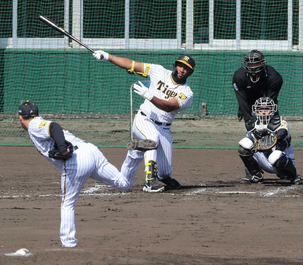 【画像・写真】阪神・ロハス、シート打撃でノッてきた　「タイミングは良くなってきている」両打席で快音連発