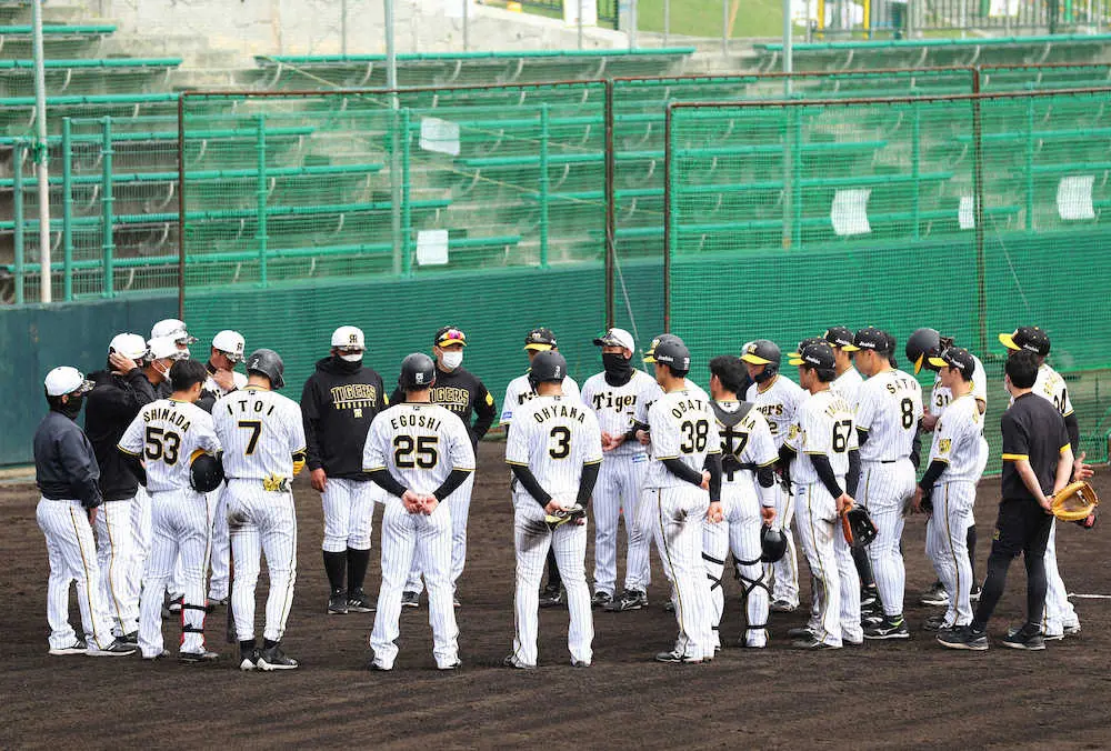 【画像・写真】＜阪神春季キャンプ＞　ケース打撃を終え、矢野監督（中央）を中心に円陣を組む阪神ナイン　（撮影・後藤　大輝）
