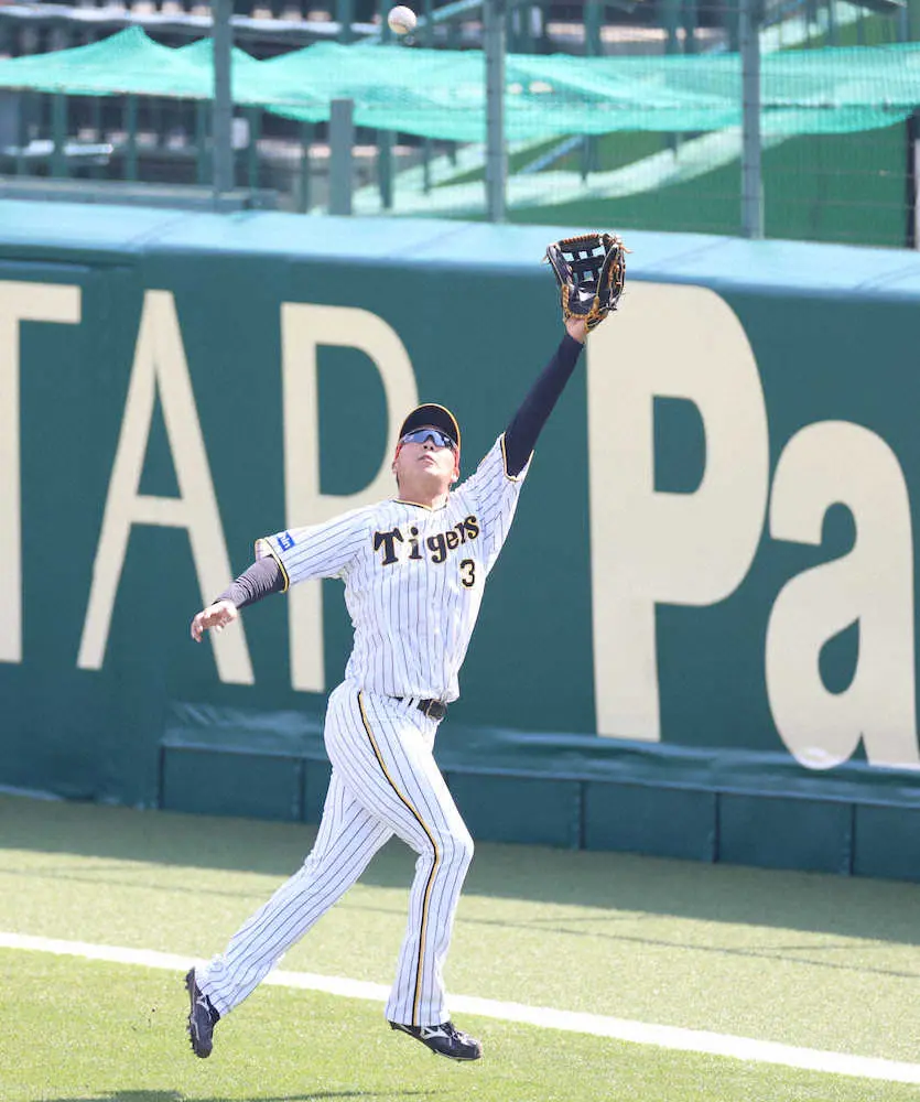 【画像・写真】阪神・大山　甲子園で左翼入念チェック「距離感はまだ慣れない部分がある。やっていって慣れるしか」