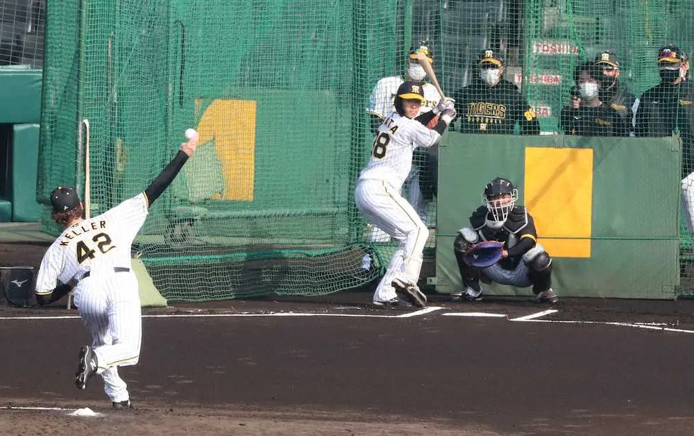 【画像・写真】阪神・ケラー　初シート登板で試運転完了　矢野監督「スアレスの穴埋めるようなボールはあるんじゃないか」