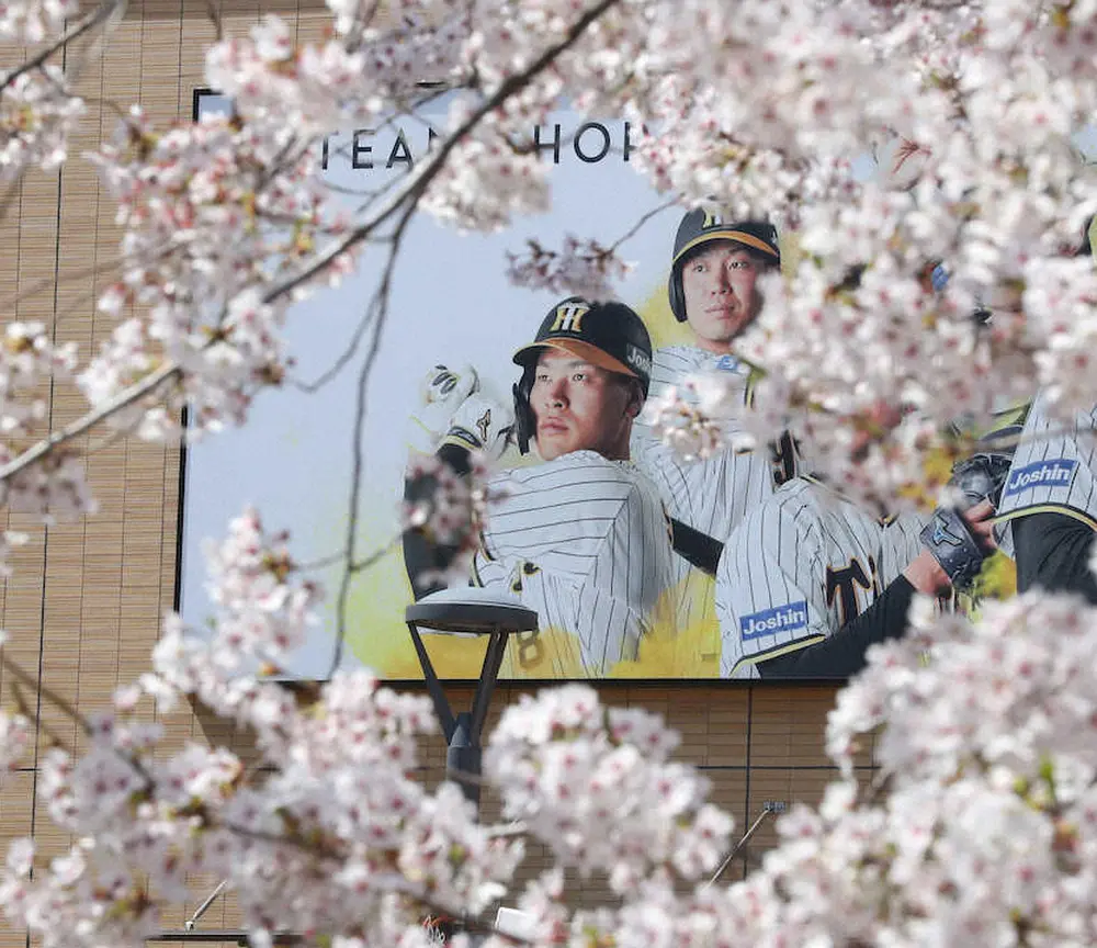 甲子園球場周辺では桜が見頃。4番・佐藤輝が猛虎を“開花”させる（撮影・大森　寛明）