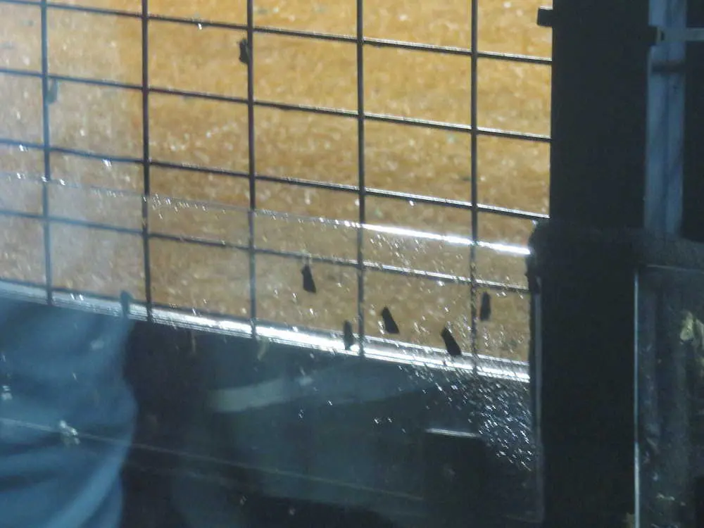 【画像・写真】楽天生命パークに大量の“ガ”が発生　球場内を飛び回って避難する観客も