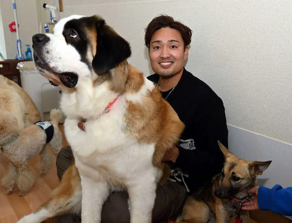 【画像・写真】阪神・秋山が動物保護施設を訪問し、寄付「大好きな動物のために何か出来れば」