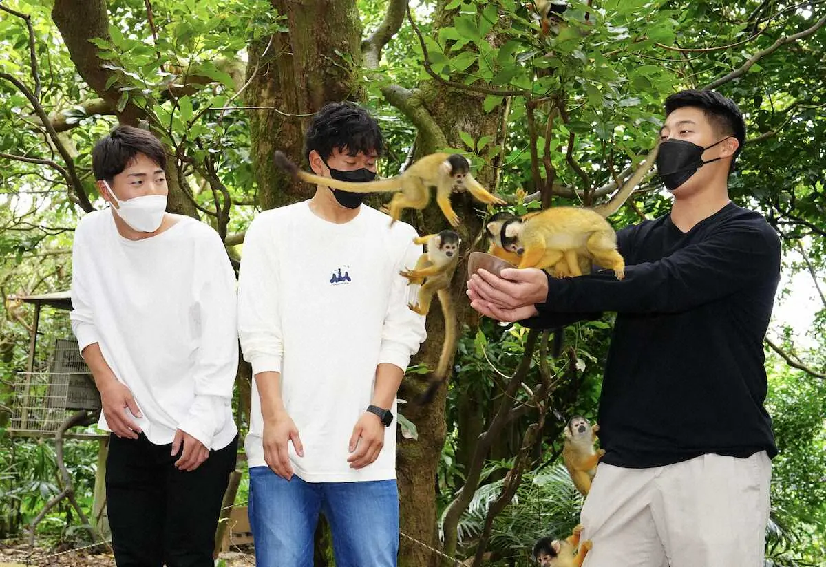 【画像・写真】ロッテ新人3選手が「石垣やいま村」訪問　ドラ2友杉、リスザルにタジタジ「怖かった」