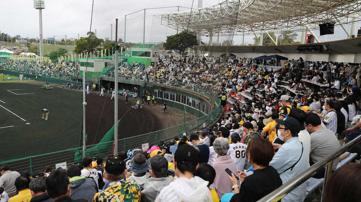 【画像・写真】宜野座に来た来た！虎党が今春最多8000人集結　阪神1、2軍合同紅白戦は立ち見続出で外野も開放