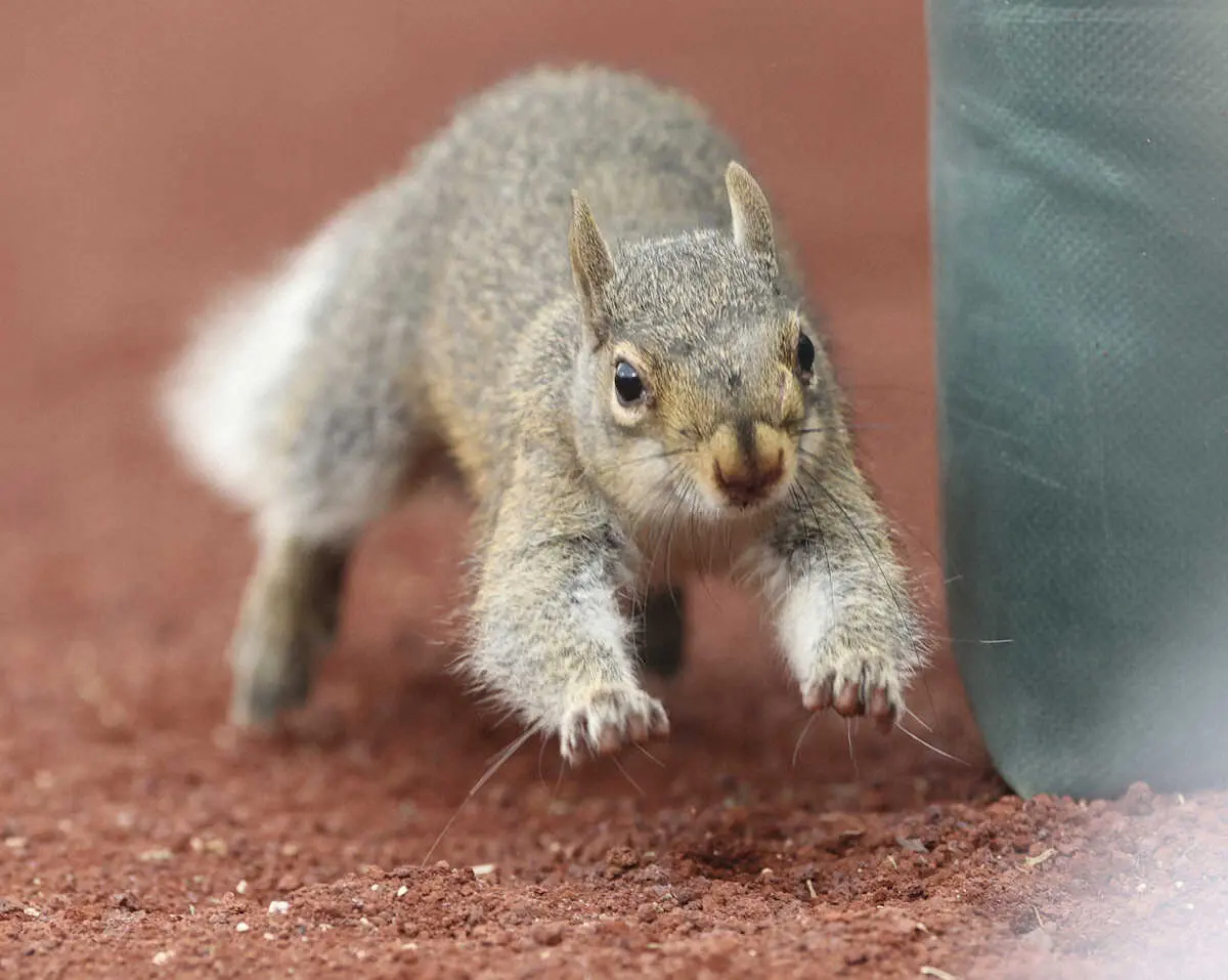 【画像・写真】カージナルス・ヌートバー　リスにも負けず3安打　打率を3割に乗せる