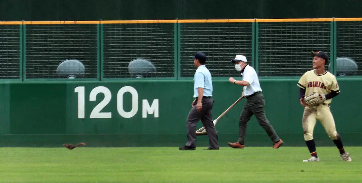 【画像・写真】高校野球の北北海道大会に思わぬ“珍客”　リス侵入で試合中断