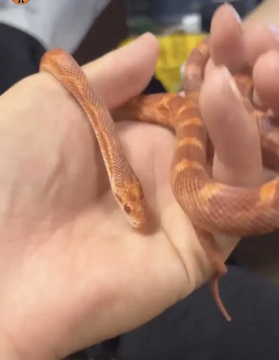 【画像・写真】プロ初勝利の巨人26歳ドラ5・船迫　強心臓の源は…中田翔からも誘い