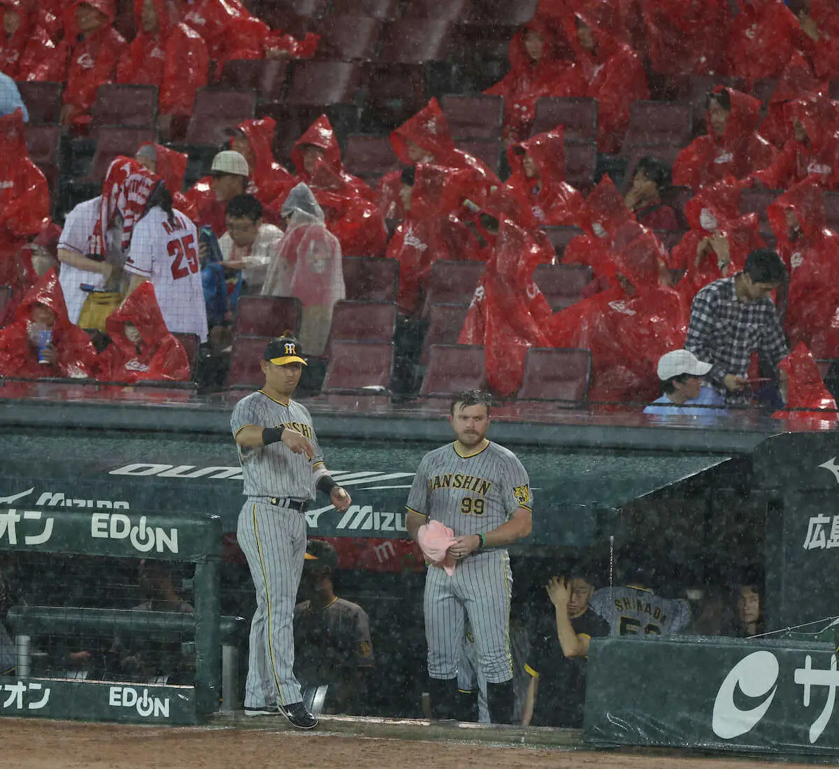 【画像・写真】M減らしに水入りせず　広島―阪神戦は雨で午後7時25分から中断も、34分後に再開