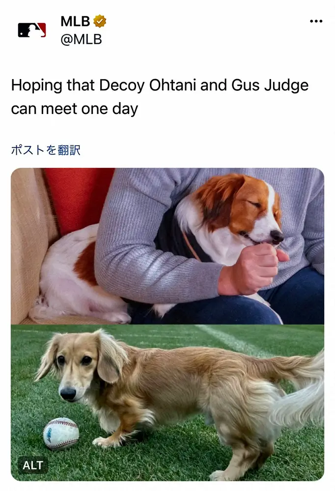 【画像・写真】MLB公式SNSで「いつか会えますように」大谷愛犬デコピンとジャッジ愛犬ガスの写真投稿「WSで対戦」