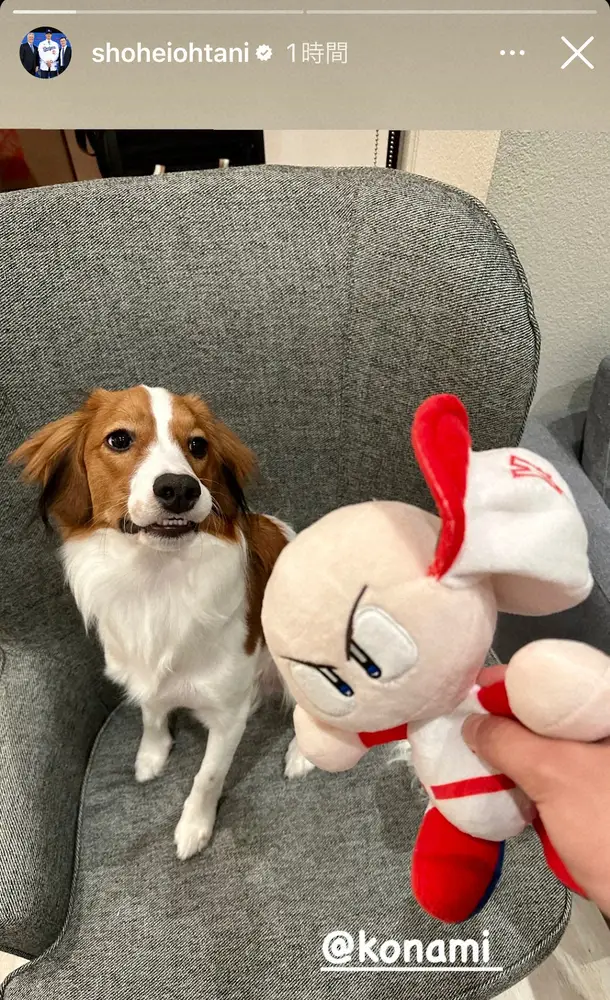 【画像・写真】大谷翔平の愛犬・デコピンがパワプロくんをKO！「飼い主に似てイタズラ好き」「やんちゃやね」