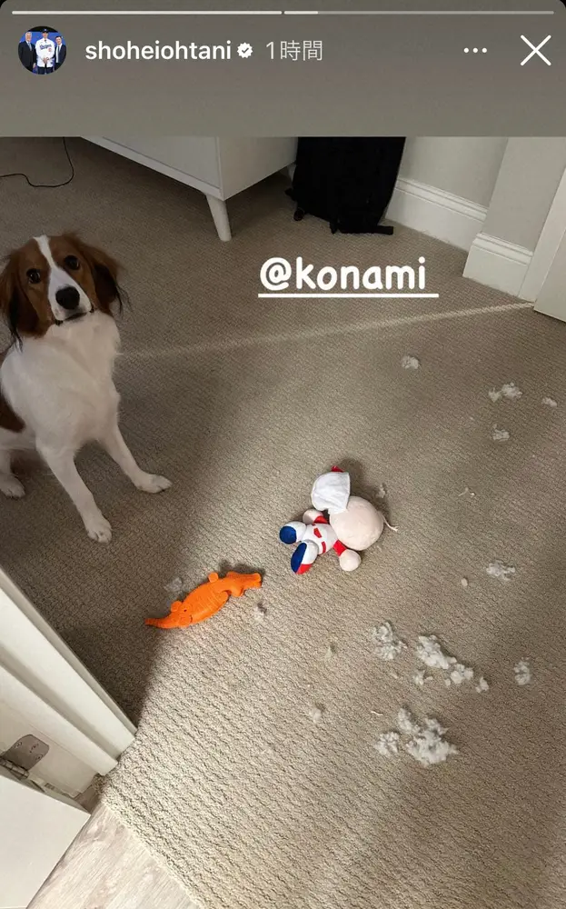 【画像・写真】大谷　愛犬デコピンがまさか…「パワプロくん」人形を破壊　インスタで“惨事”報告