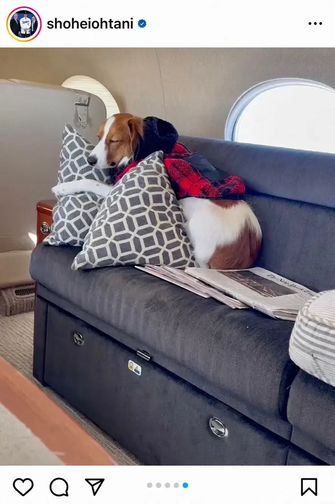 【画像・写真】大谷翔平　うたた寝する愛犬デコピン公開「デカくなってませんか？「ゆっくり休んで」晩さん会出席報告