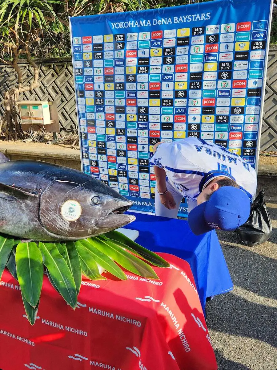【画像・写真】DeNAに巨大マグロ贈呈　三浦監督、選手に例えると「度会。常に動き回ってるでしょ？」