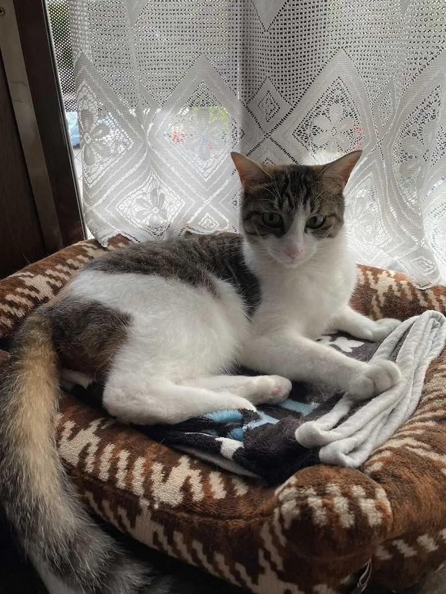 【画像・写真】【うちのネコピン】ヤクルト・清水昇　家を明るく照らしてくれる