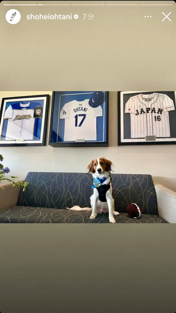 【画像・写真】デコピンもVIP待遇？大谷翔平が愛犬の本拠地初観戦を紹介「デレデレパパっぷりを発揮」「可愛すぎ」