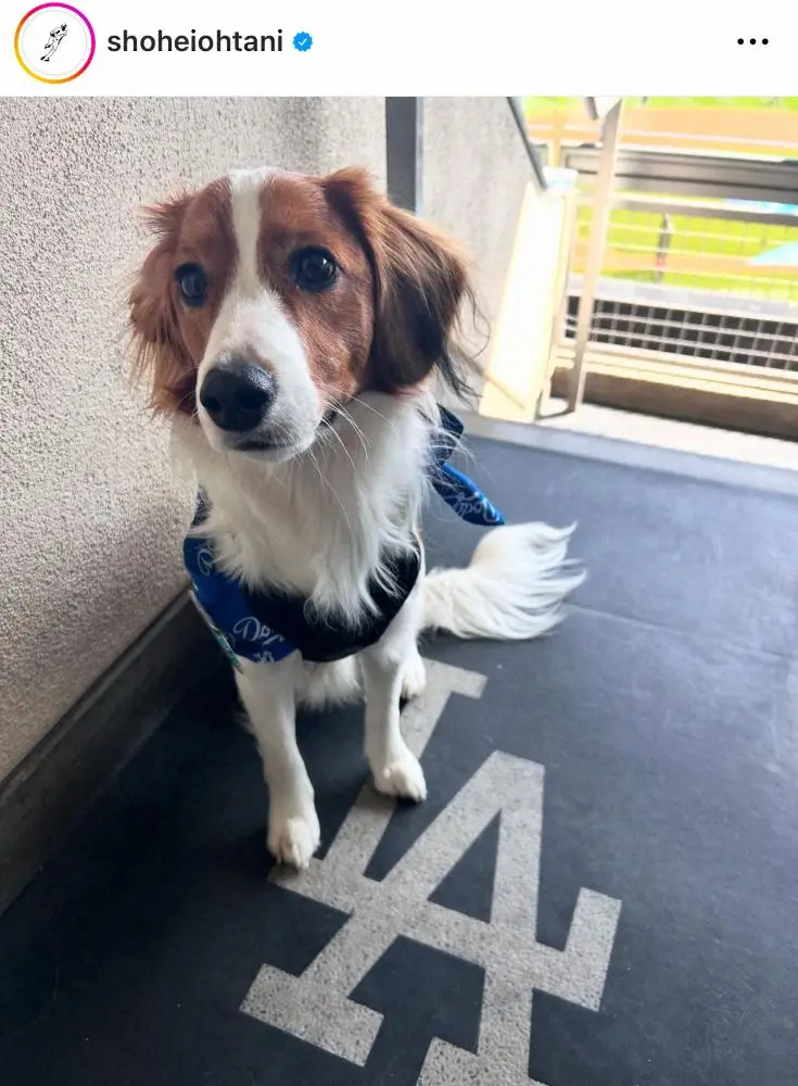 【画像・写真】大谷翔平、デコピンとの“出勤”ショット公開　「何を背負ってるの？」「おりこうさん」「愛が伝わる」