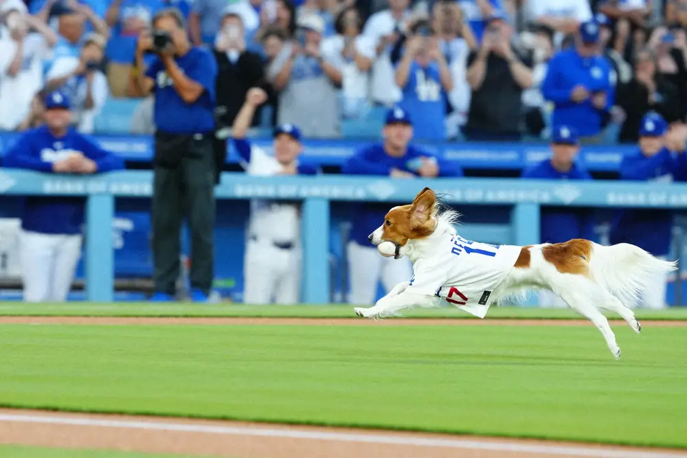 【画像・写真】大谷翔平の愛犬・デコピンが始球式に！マウンドからボール口に“ストレート”で飼い主の元へ　球場興奮