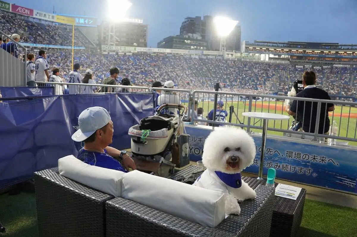 【画像・写真】DeNA　横浜スタジアムで愛犬と観戦できる新席種「ワンちゃんツインシート」