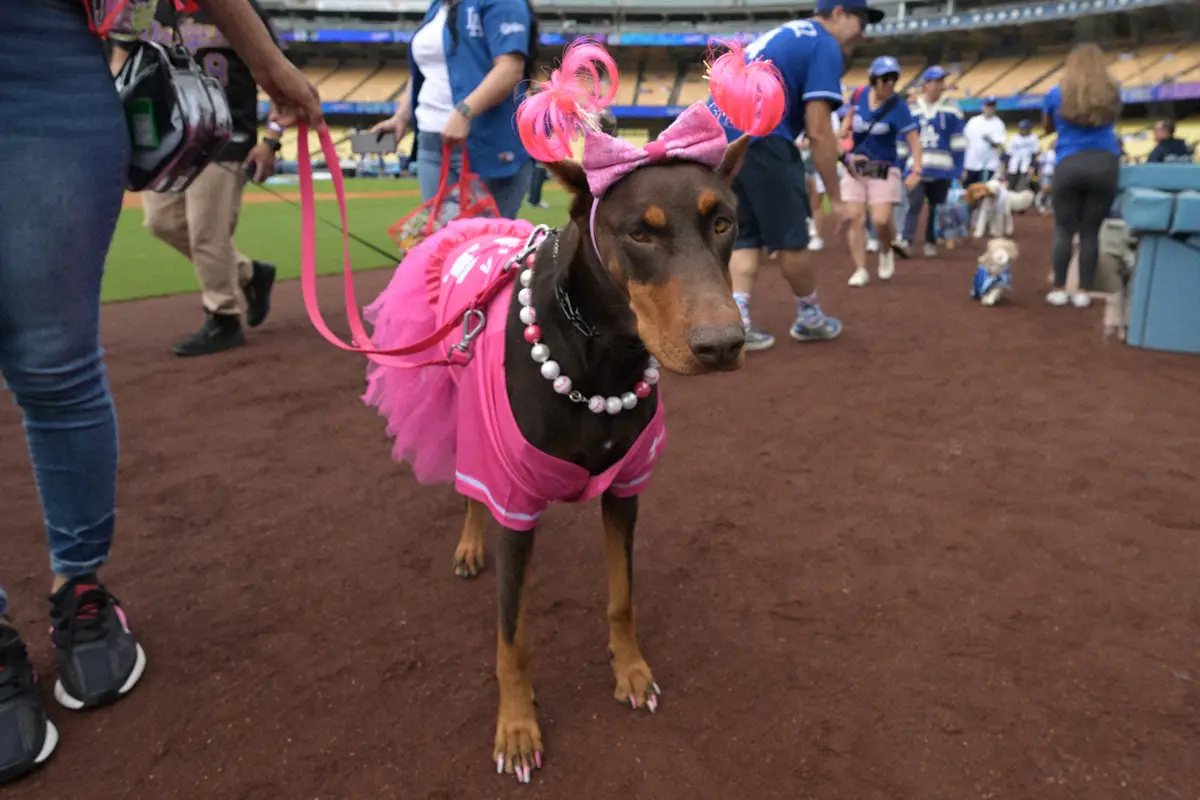 【画像・写真】犬が大好きなMLB公式　53分40秒の長編犬特集動画を公開　ファンも感激「全部見ました。素晴らしい」
