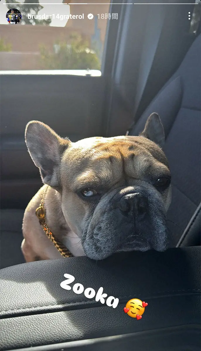 【画像・写真】ドジャースに愛犬紹介ブーム!?　大谷、佐々木に続きグラテロルが「ズーカ」披露