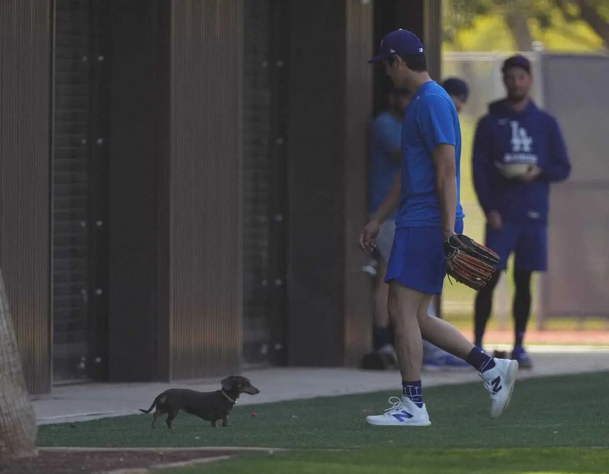 【画像・写真】＜大谷自主トレ＞キャッチボール中、捕手との間に犬が乱入。そっと近づく大谷だが逃げられ苦笑い。施設の中に犬を誘導し笑顔でキャッチボールを再開（撮影・沢田　明徳）