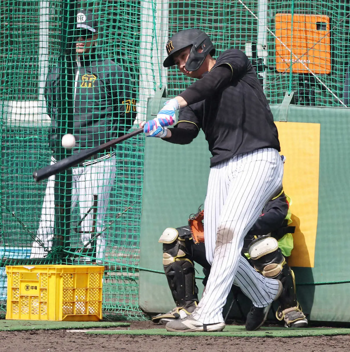 【画像・写真】阪神・井上　「牧打法」で驚弾！フリー打撃で逆風の右中間に柵越え　甲子園の「浜風」にも勝つ！