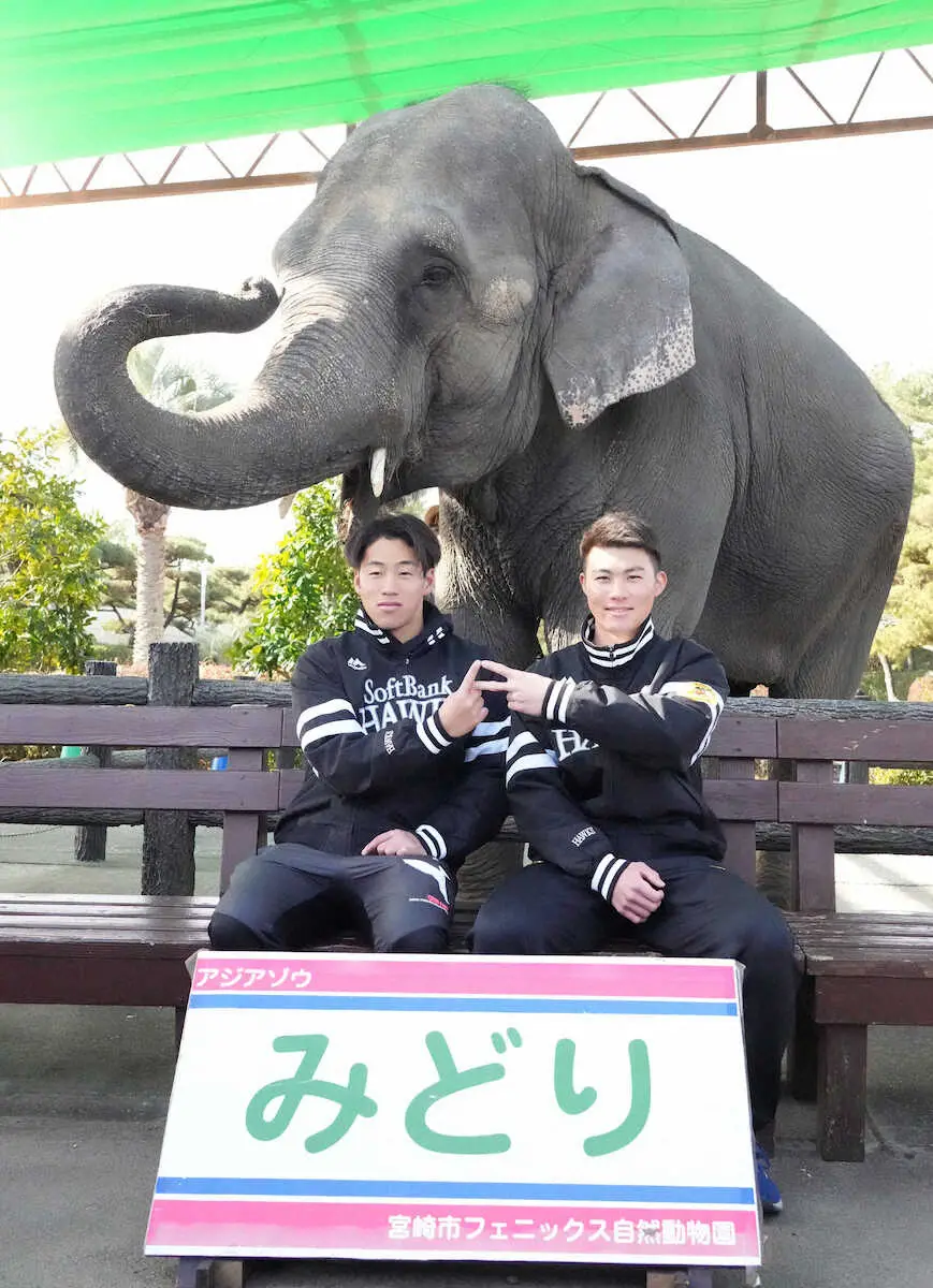 【画像・写真】ソフトバンク大卒新人の庄子＆岩崎がキャンプ休日に動物園へ　チーター＆ナマケモノとして野生的目標掲げる