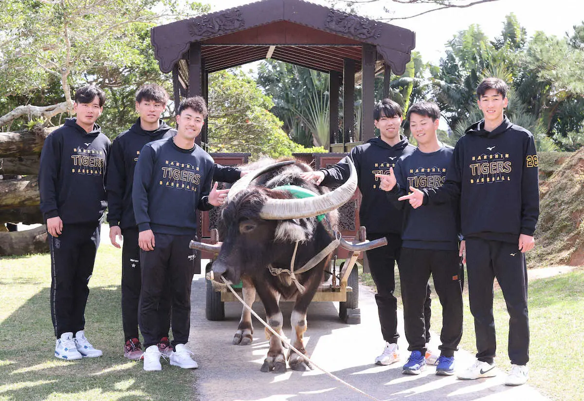 【画像・写真】阪神ドラ2今朝丸　水牛のような尻を目指す！「水牛車」乗車体験で「平均球速150キロ以上」ヒント得た