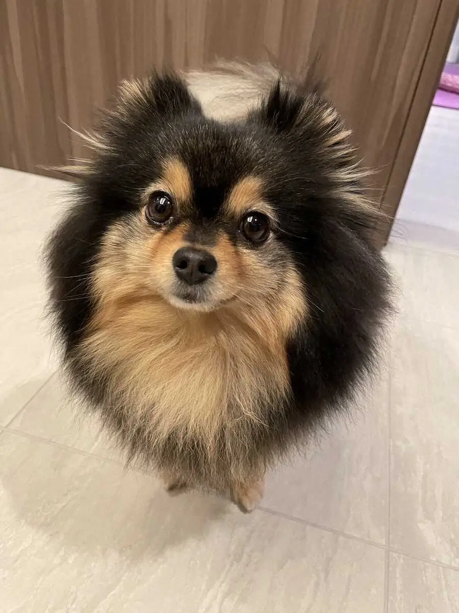 【画像・写真】【うちのデコピン】広島・大瀬良　一家を照らす頼れる“長女”